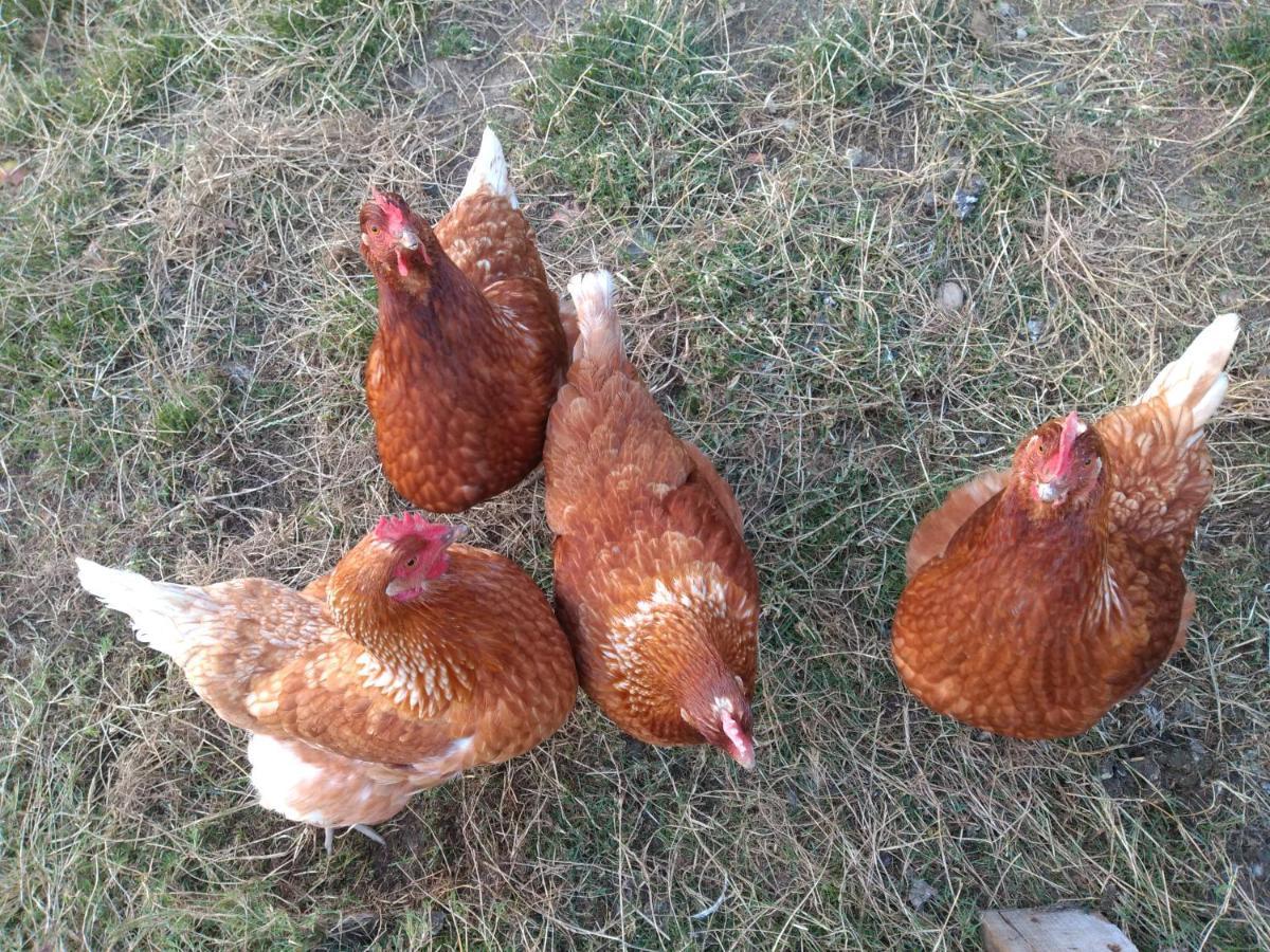 Leku Eder Appartement Areatza Buitenkant foto